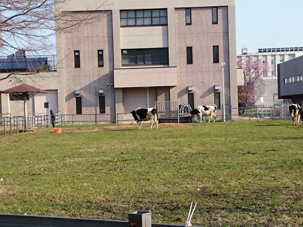 北海道大学の牛さん