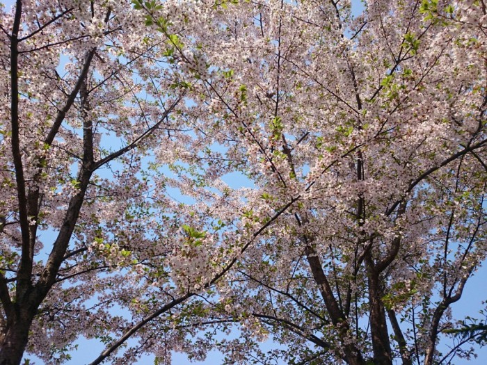 サッポロビール園の桜